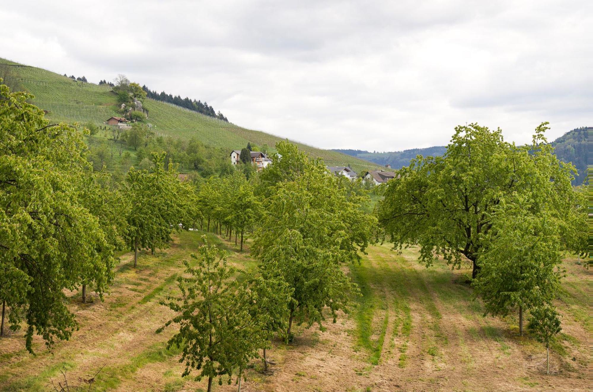 Dasensteinblick Kappelrodeck Buitenkant foto